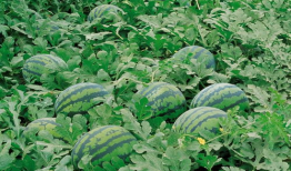 吃瓜群爆料大棚视频大全,吃瓜群爆料视频大全背后的秘密