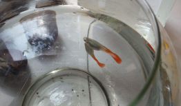 孔雀鱼生小鱼的视频,见证小鱼诞生全过程